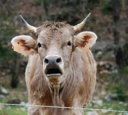 Pirineos Ordesa Apartment