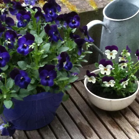 Pirineos Ordesa El Pueyo de Araguás